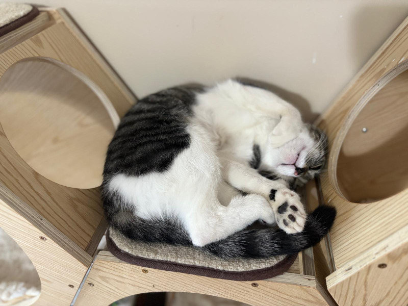 sleeping cat